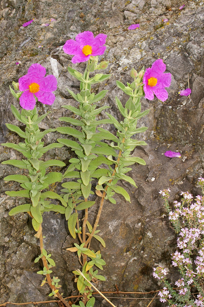 Cistus albidus / Cisto
